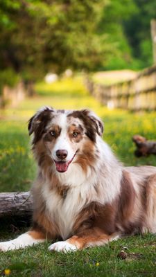Sevimli Avustralya Çoban Köpeği