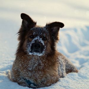 Karda Köpek