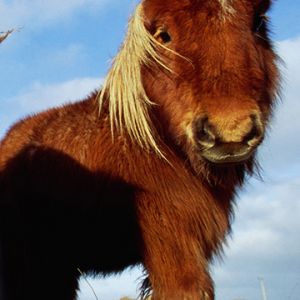 Şirin Miniatür Pony