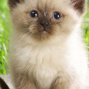 Sevimli Kedi Duvar Kağıdı