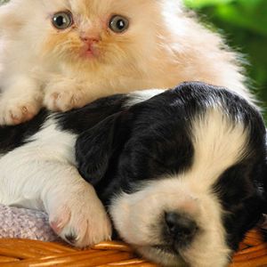 Sevimli Kedi ve Köpek Birlikte