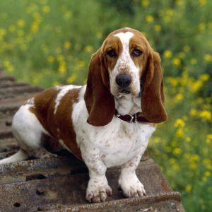 Doğada Basset Hound