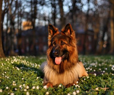 Güzel Alman Çoban Köpeği Doğada