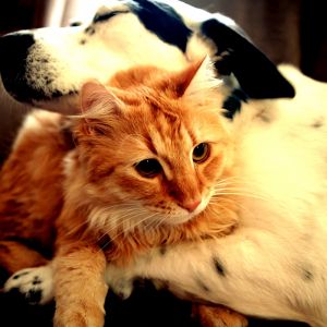 Sevimli Kedi ve Köpek Birlikte
