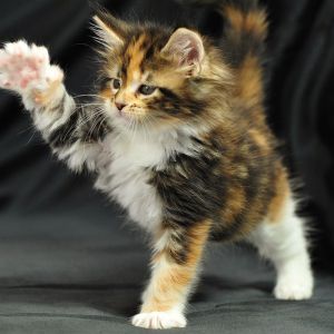 Oyunbaz Kaliko Kedi