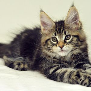 Sevimli Maine Coon Yavru Kedi