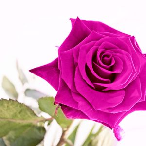 Canlı Pembe Gül