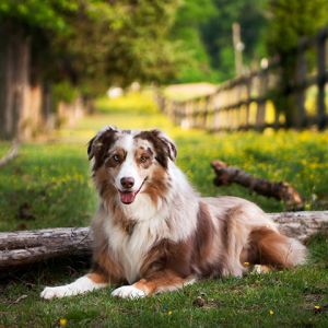 Avustralyalı Çoban Köpeği Doğada
