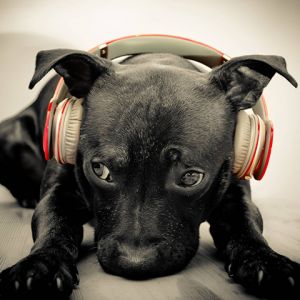 Kulaklıkla Sevimli Köpek