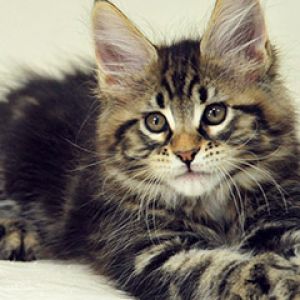 Şirin Maine Coon Yavru