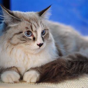 Kabartmalı Mavi Gözlü Kedi