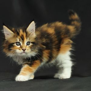 Sevimli Kaliko Kedi
