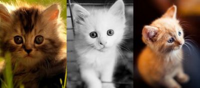 Şirin Kedi Yavruları Koleksiyonu - wallpaper preview