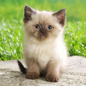 Sevimli Yavru Kedi Çimenlerde
