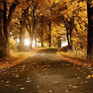 Sonbahar Ormanı Yolu