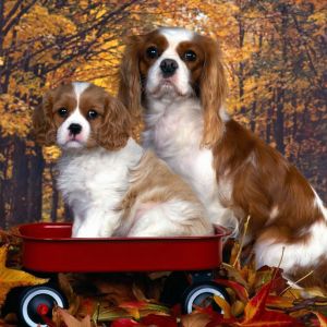 Sevimli Cavalier King Charles Spaniel'ler