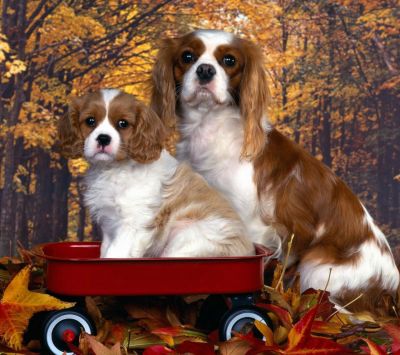 Sevimli Cavalier King Charles Spaniel'ler - wallpaper preview