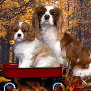 Sevimli Cavalier King Charles Spaniel'ler