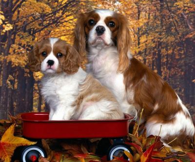Sevimli Cavalier King Charles Spaniel'ler