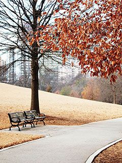 Sonbahar Park Yolu - wallpaper preview
