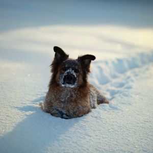 Karla Kaplı Kış Köpeği