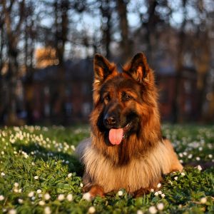 Sevimli Alman Çoban Köpeği Doğada