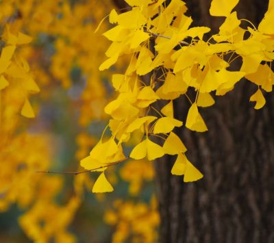 Canlı Sarı Ginkgo Yaprakları
