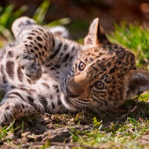 Oynak Yavru Leopar