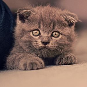 Sevimli Gri Kedi Yavrusu