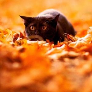 Kış Yaprakları Arasında Siyah Kedi