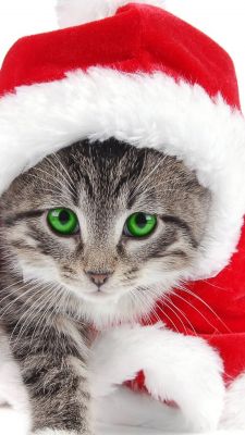 Şirin Noel Kedisi - wallpaper preview