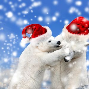 Sevimli Kutup Ayıları Noel Şapkalarıyla