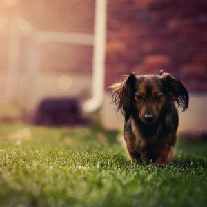 Sevimli köpek çimenlikte yürüyor