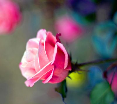 Güzel Pembe Gül - wallpaper preview