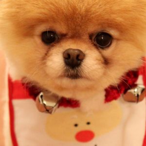 Sevimli Noel Pomeranian