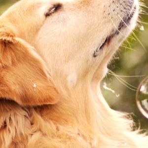 Baloncuklarla Golden Retriever