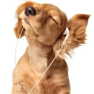 Sevimli Köpek Müzik Dinliyor