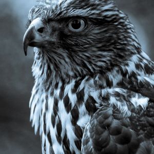 Görkemli Şahin Portresi