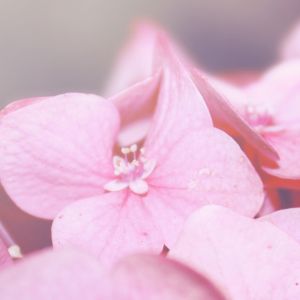 Güzel Pembe Çiçekler