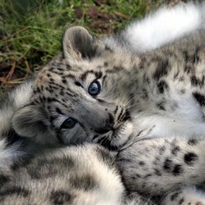 Kar Leoparı Yavrusu