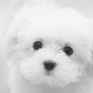 Şirin Beyaz Yavru Köpek