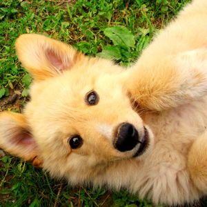Sevimli Yavru Köpek Oynuyor