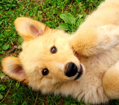 Sevimli Yavru Köpek Oynuyor