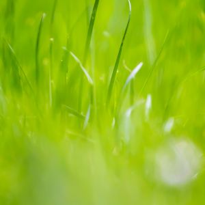 Green Grass