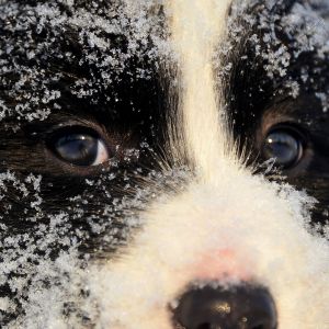 Karlı Köpek Portresi