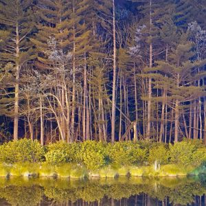 Ormanda Yıldızlı Gece Yansıması