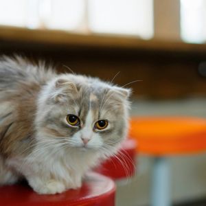Sevimli Kedi Bir Sandalyede