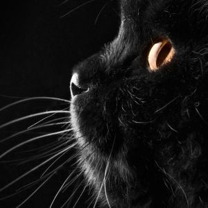 Siyah Kedi Profili