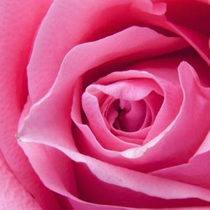 Güzel Pembe Gül