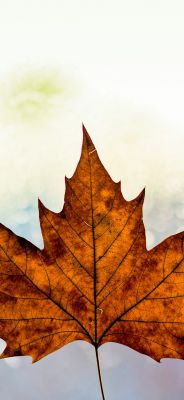 Sonbahar Akçaağaç Yaprağı - wallpaper preview